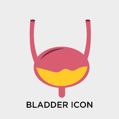 Bladder icon vector sign and symbol isolated on white background, Bladder logo concept