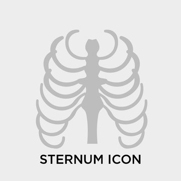 Sternum icon vector sign and symbol isolated on white background, Sternum logo concept