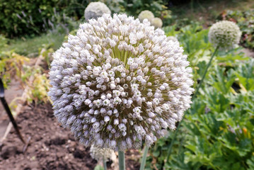 Close-up of leek plant flower
