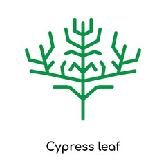 Cypress leaf icon vector sign and symbol isolated on white background, Cypress leaf logo concept