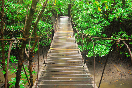 Mangrove forest, wood bridge in mangrove forest, tree in mangrove forest