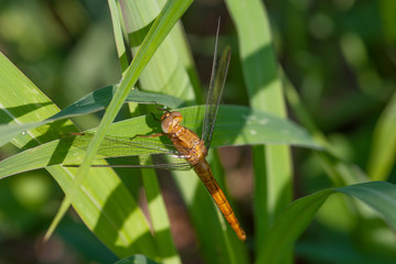 libellula sopra una foglia