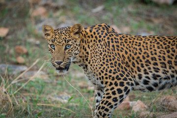 Fototapeta na wymiar A stare by Female leopard at jhalana forest area