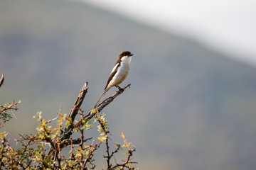 Close up image of a fiscal shrike Sitting on a thorn tree branch