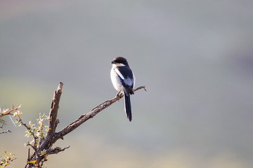 Close up image of a fiscal shrike Sitting on a thorn tree branch