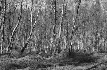 Silver Birch