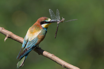 Gruccione europeo con libellula nel becco (Merops apiaster)