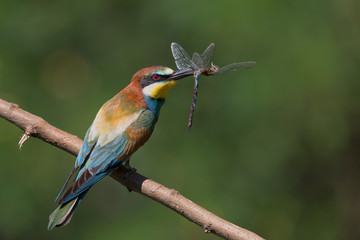 Gruccione europeo con libellula nel becco (Merops apiaster)