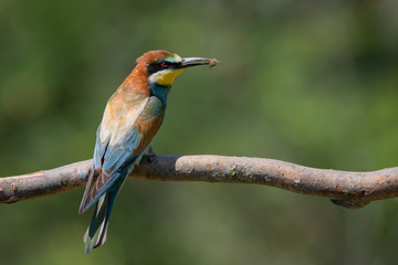 Gruccione europeo con ape nel becco (Merops apiaster)