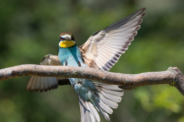 Gruccione europeo in volo (Merops apiaster)