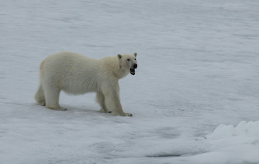 Plakat Polar bear walking in an arctic.