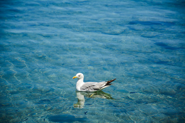 Afternoon bathing in a pure turquoise blue sea of seagulls near the coast of a beautiful seaside town on the Greek island of Kefalonia.