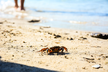 The crab on the sunny beach at noon on the yellow sand is preparing to enter the turquoise blue sea.