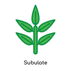 Subulate icon vector sign and symbol isolated on white background, Subulate logo concept