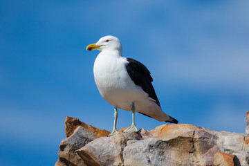 Close up image of a Black Backed Seagull sitting on a rock in the garden Route of South Africa