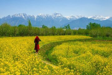 Mustard field in Pahalgam Kashmir India . A Muslim Kashmiri girl or Indian girl walking in the...