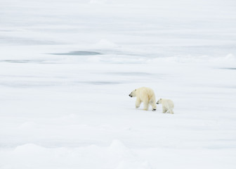 Fototapeta na wymiar Polar bear walking in an arctic.