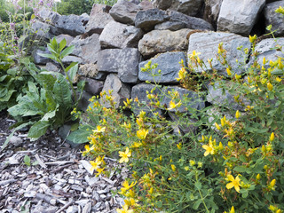 Naklejka premium Eine Trockenmauer bewachsen mit gelben Johanniskraut davor sind Holzhäcksel ausgestreut