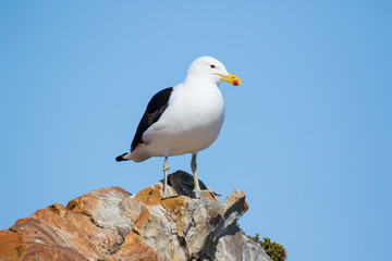 Obraz premium Close up image of a Black Backed Seagull sitting on a rock in the garden Route of South Africa