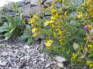 Fototapeta premium Eine Trockenmauer bewachsen mit gelben Johanniskraut davor sind Holzhäcksel ausgestreut
