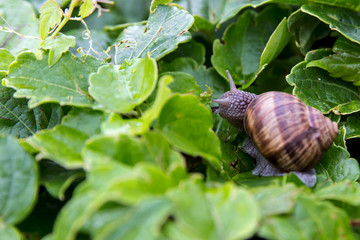 macro of vineyard snails