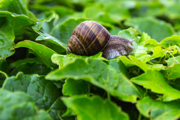 macro of vineyard snails