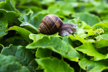 macro of vineyard snails