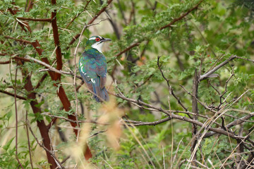 The Diederik cuckoo (Chrysococcyx caprius), formerly dideric cuckoo or didric cuckoo sitting in the bush.