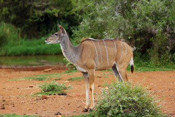 The greater kudu (Tragelaphus strepsiceros)  female woodland antelope near the waterhole. Big antelope with green background.