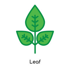 Leaf icon vector sign and symbol isolated on white background, Leaf logo concept