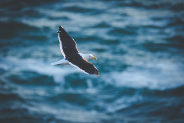 Close up image of a Black Backed Seagull in flight over the ocean
