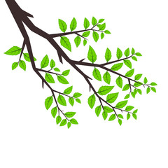 Background tree branches, tree branch with green leaves on white background