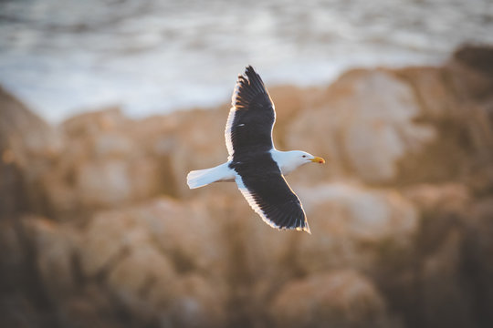 Close up image of a Black Backed Seagull in flight over the ocean