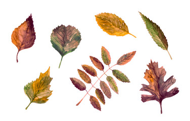 Hand drawn collection of different tipes of leaves isolated on white background. Watercolor colorful illustration in different shades of autumn. Set of botanical elements. October mood