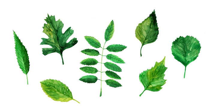 Hand drawn collection of different tipes of leaves isolated on white background. Watercolor colorful illustration in different shades of green. Set of botanical elements.