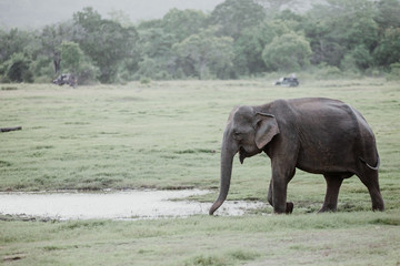 Elephants in  a National Park from Sri Lanka