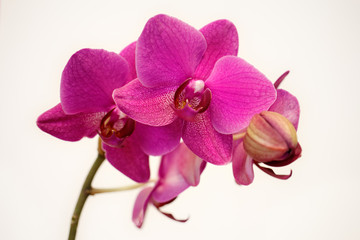 Pink orchid flower (orchidaceae) on the white background.