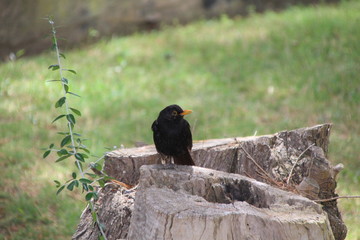 Amsel - Vogel