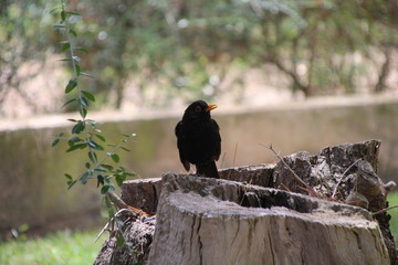 Amsel - Vogel