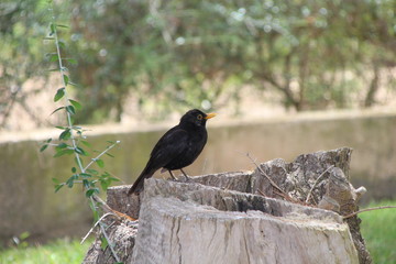 Amsel - Vogel