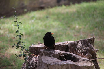 Amsel - Vogel
