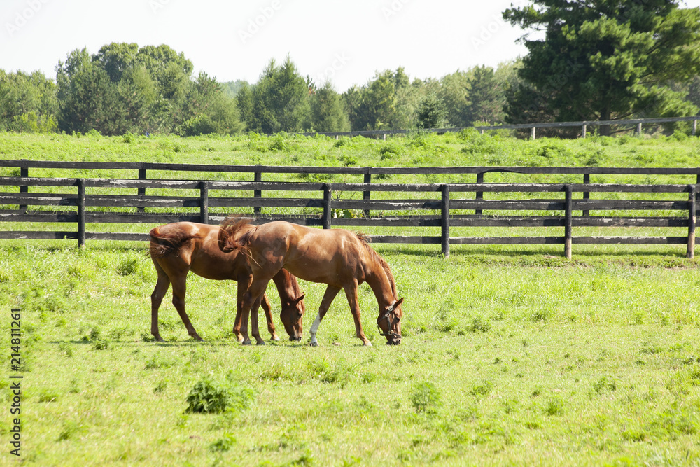 Wall mural two chestnut thoroughbreds grazing in a pasture with gray board fencing behind them.