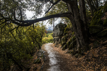 low hanging branch on dirt trail