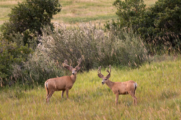 Naklejka na ściany i meble Mule Deer Bucks in Grassy Field with Velvety Antlers