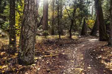 hidden forest trail with sun gleaming through the trees 