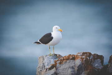 Close up image of a Black Backed Seagull sitting on a rock in the garden Route of South Africa