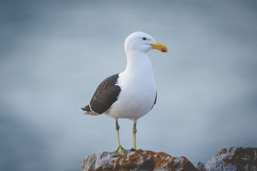 Close up image of a Black Backed Seagull sitting on a rock in the garden Route of South Africa