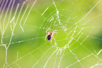 Spider on the spider web against the sun in the summer morning_