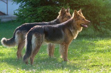 Naklejka na ściany i meble Two german shepherd dogs