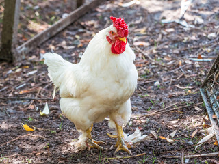 White cock of the leghorn breed on a farm on a summer sunny day_